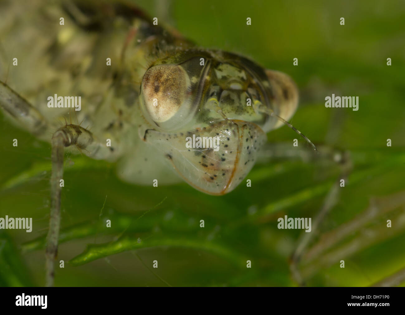 Un darter Ninfa di libellula. Preso in un acquario fotografico e restituito al wild illeso Foto Stock