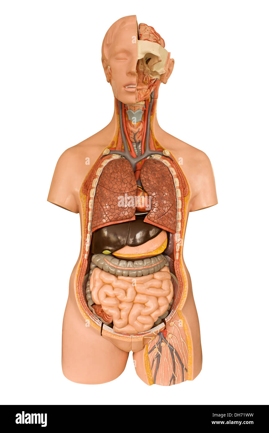 Modello anatomico degli organi interni del corpo umano utilizzato in università e college per la formazione di medici dello studente Foto Stock