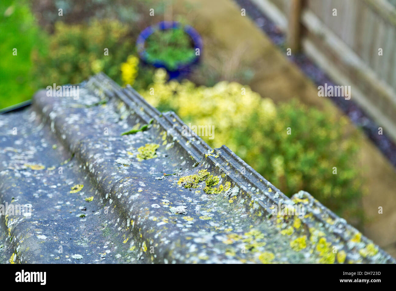 Moss sul tetto di una casa Foto Stock