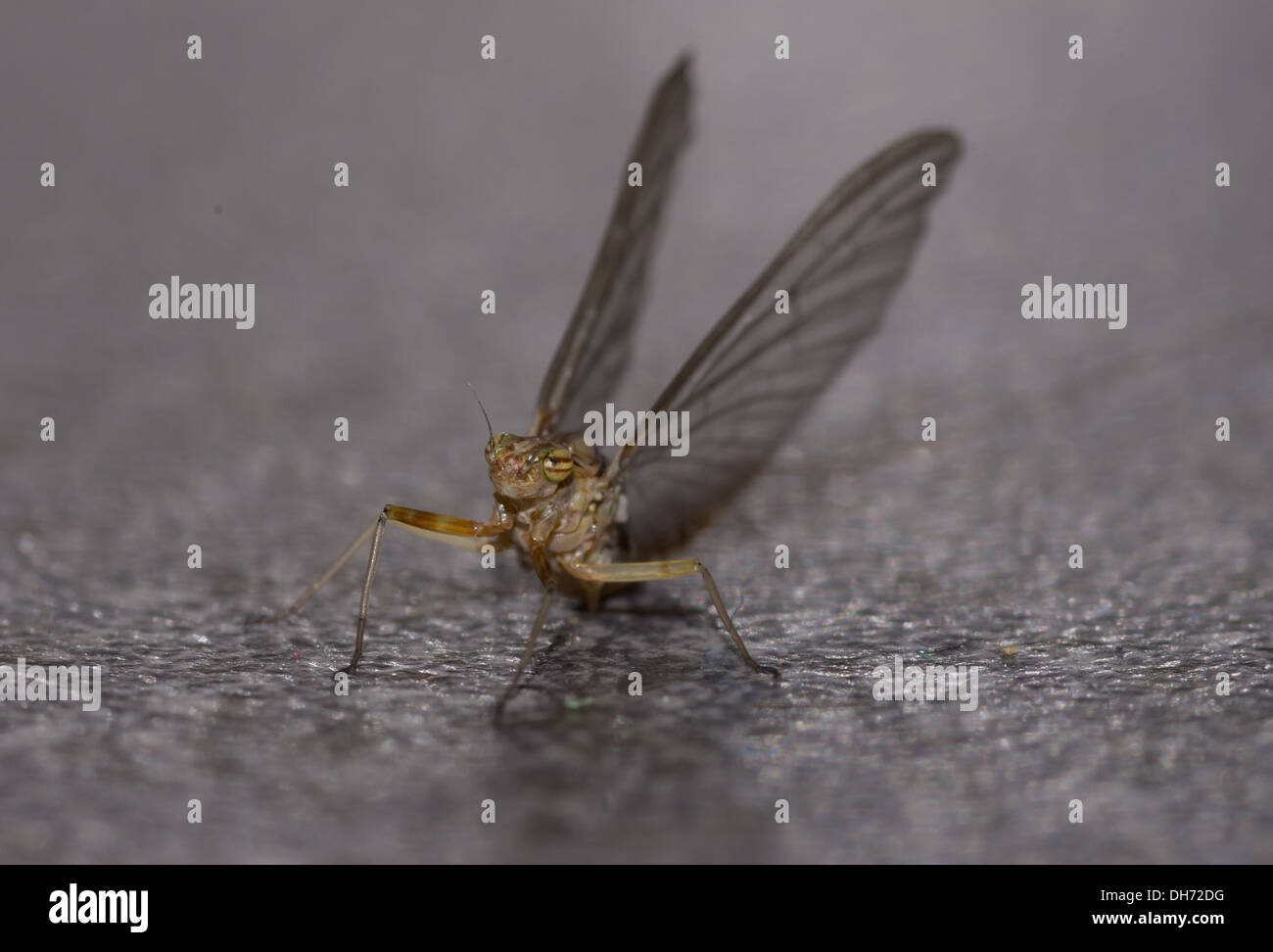 Un recentemente emerso adulto oliva stagno mayfly Foto Stock