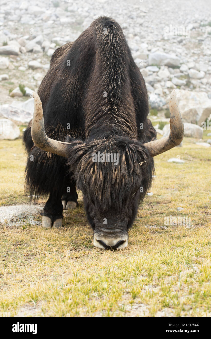 Close up wild yak in Himalaya. India, Ladakh Foto Stock