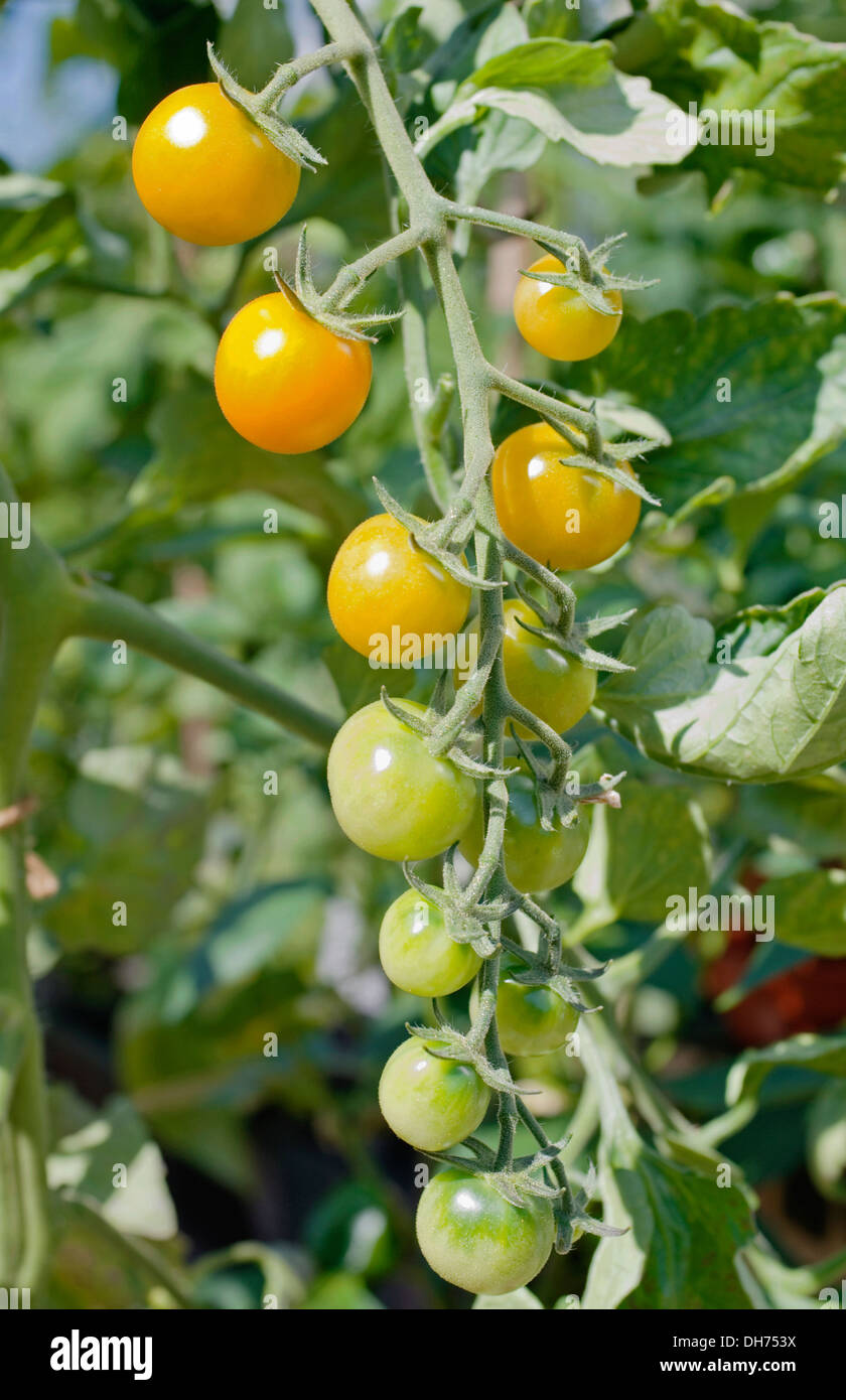 Architrave di Sungold arancione pomodori ciliegia maturazione sulla vite a sunshine in serra domestica, England Regno Unito Foto Stock