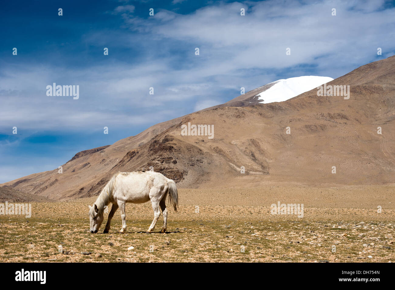 Bianco cavallo selvatico in Himalaya montagne paesaggio. India, Ladakh, altitudine 4600m Foto Stock