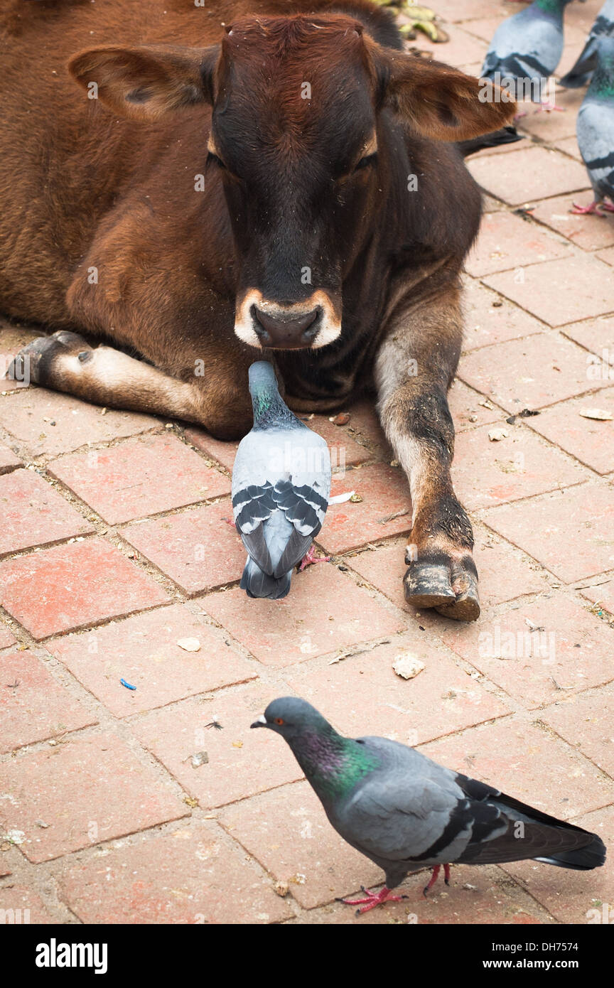 Kathmandu vita di strada. Vacca sacra e Piccioni a Durbar Square. Kathmandu, Nepal Foto Stock