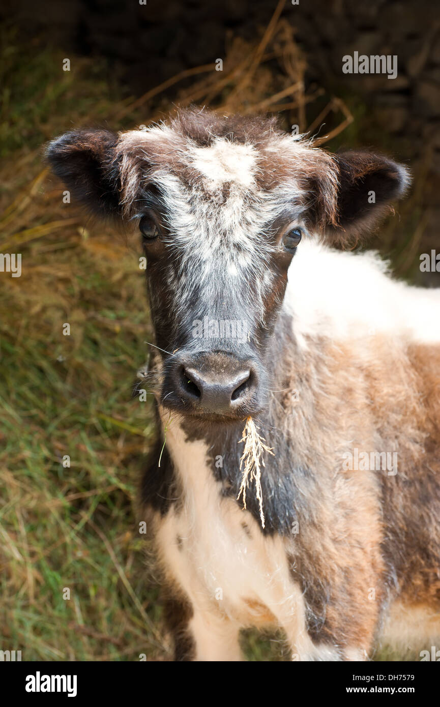 Animale della fattoria. Poco vitello mangiare fieno in una stalla. India Foto Stock