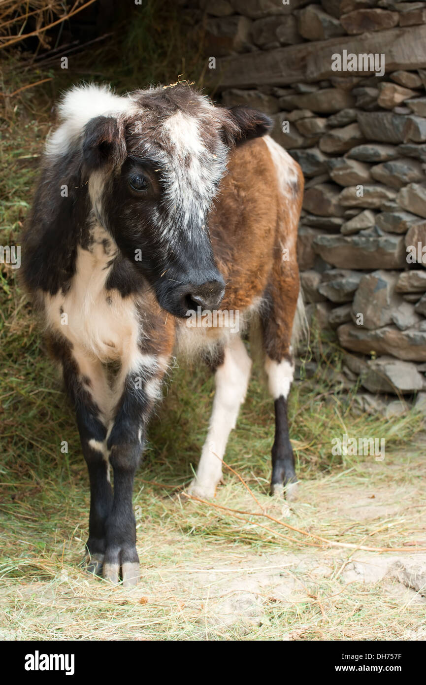Animale della fattoria. Poco vitello mangiare fieno in una stalla. India Foto Stock