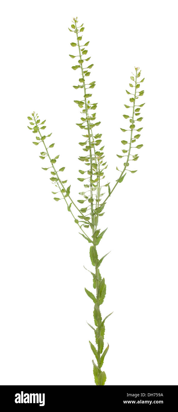 Singola pianta verde (Thlaspi perfoliatum) su sfondo bianco Foto Stock