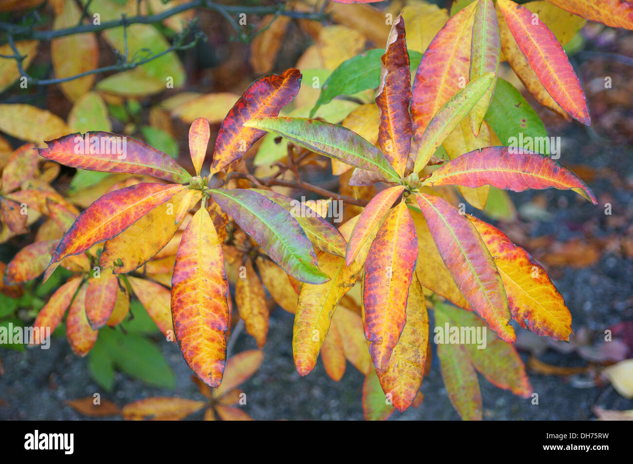 Azalea multicolore le foglie in autunno Rhododendron luteum Foto Stock