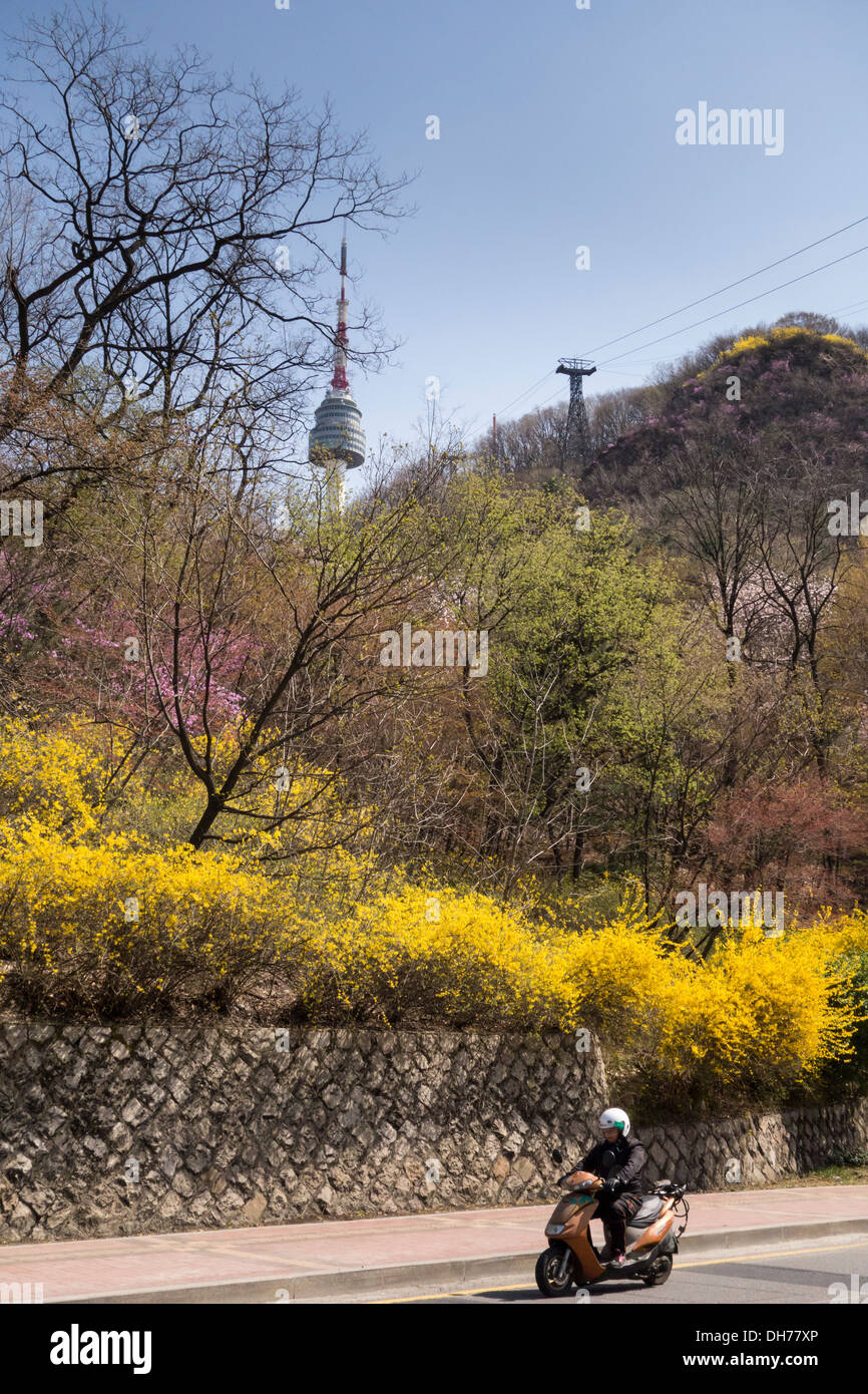 Vista del Monte Namsan in primavera con la Torre N Seoul in background, Seoul, Corea Foto Stock