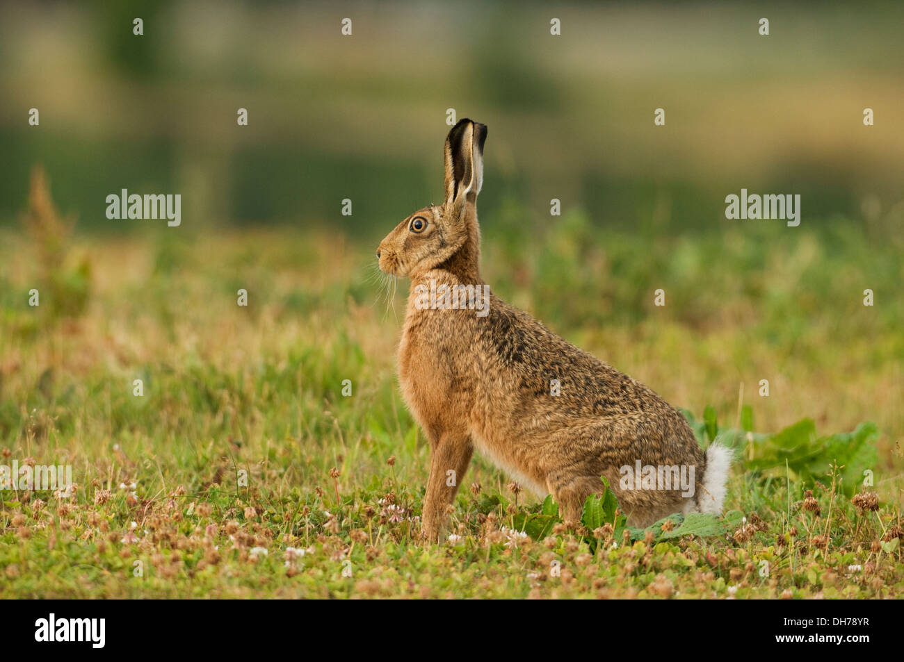 Unione Brown lepre (Lepus europaeus) in seduta clover. Foto Stock