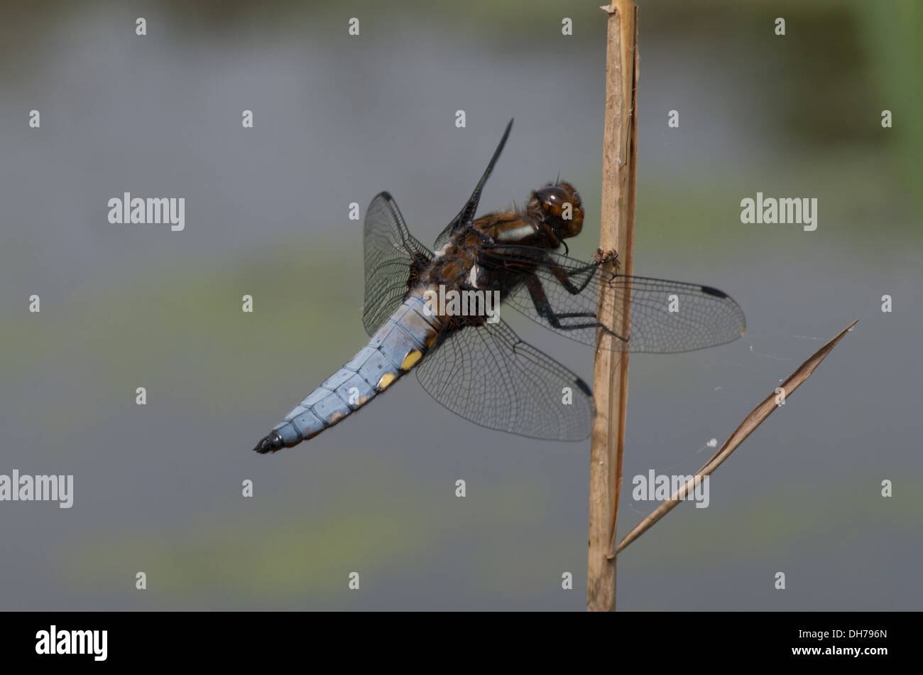 Un maschio di ampia corposi chaser libellula Foto Stock