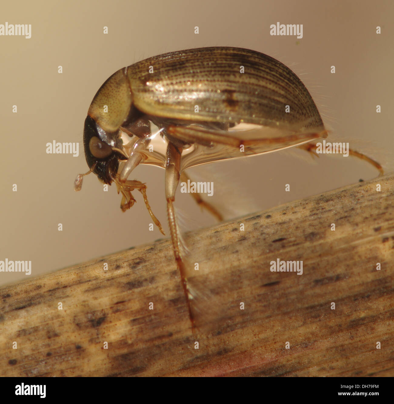Un Berosus sp. acqua beetle sott'acqua. Preso in un acquario fotografico e restituito al wild illeso Foto Stock