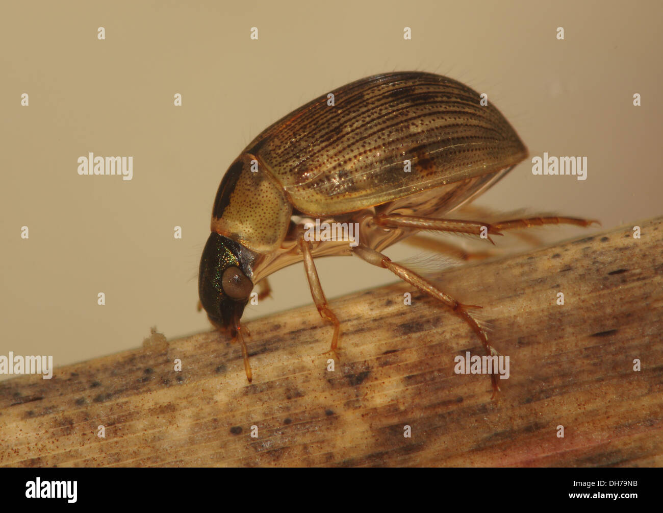 Un Berosus sp. acqua beetle sott'acqua. Preso in un acquario fotografico e restituito al wild illeso Foto Stock