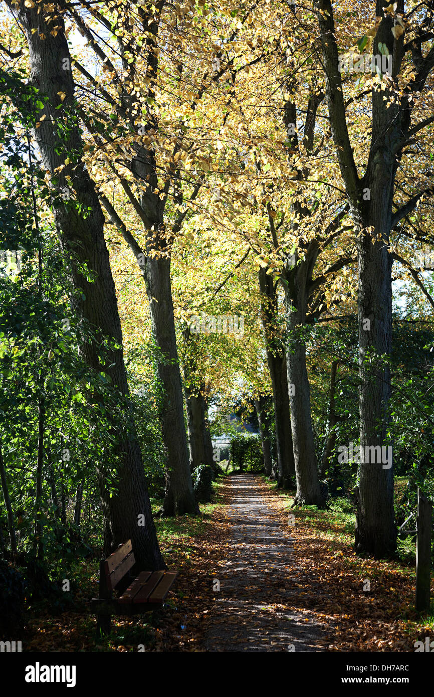 Elm lane in colori autunnali, Alblasserdam, South Holland, Paesi Bassi Foto Stock
