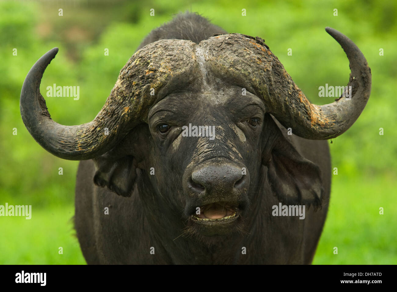 Bufali, cappuccio africana di Buffalo, Buffalo, Big 5, natura africana, la fauna selvatica, animali, animale, Africa, avvisatore acustico Foto Stock