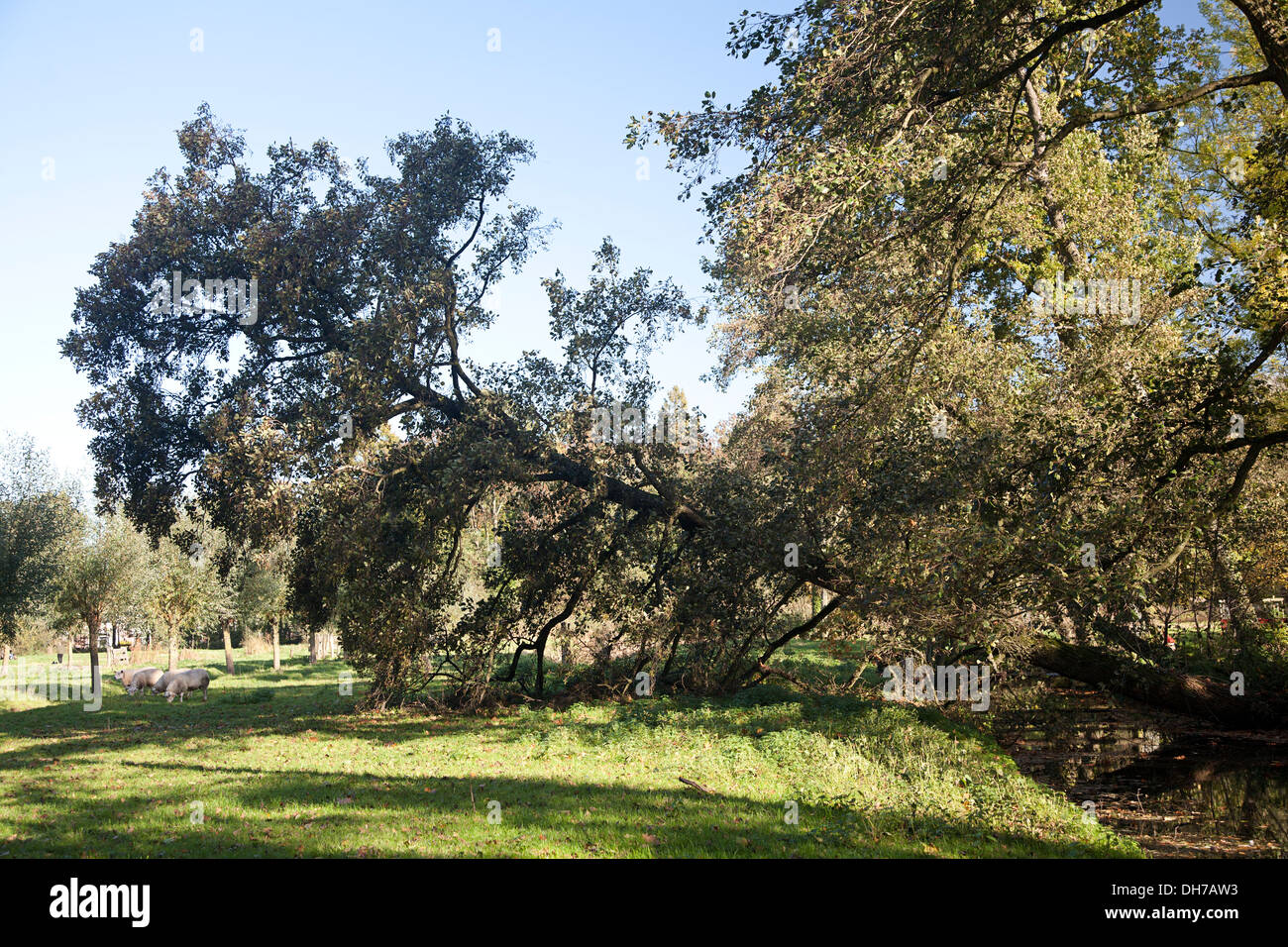 Soffiata Elder tree (Alnus glutinosa), Alblasserdam, South Holland, Paesi Bassi Foto Stock