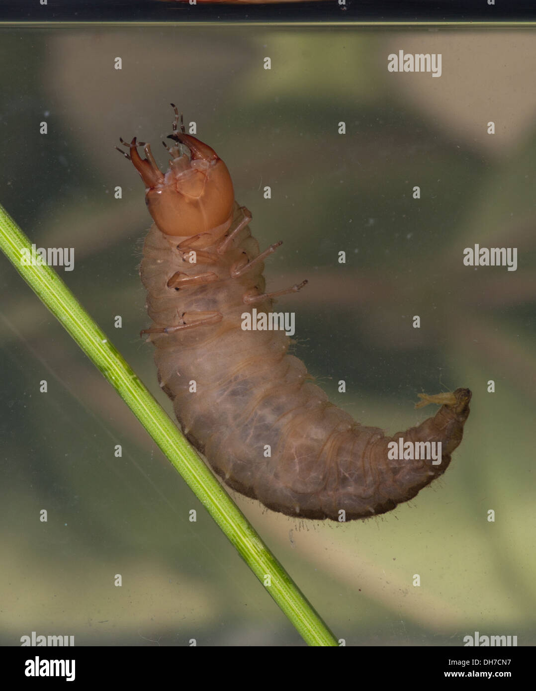 Coleottero acquatico larva sott'acqua. Preso in un acquario fotografico e restituito al wild illeso Foto Stock
