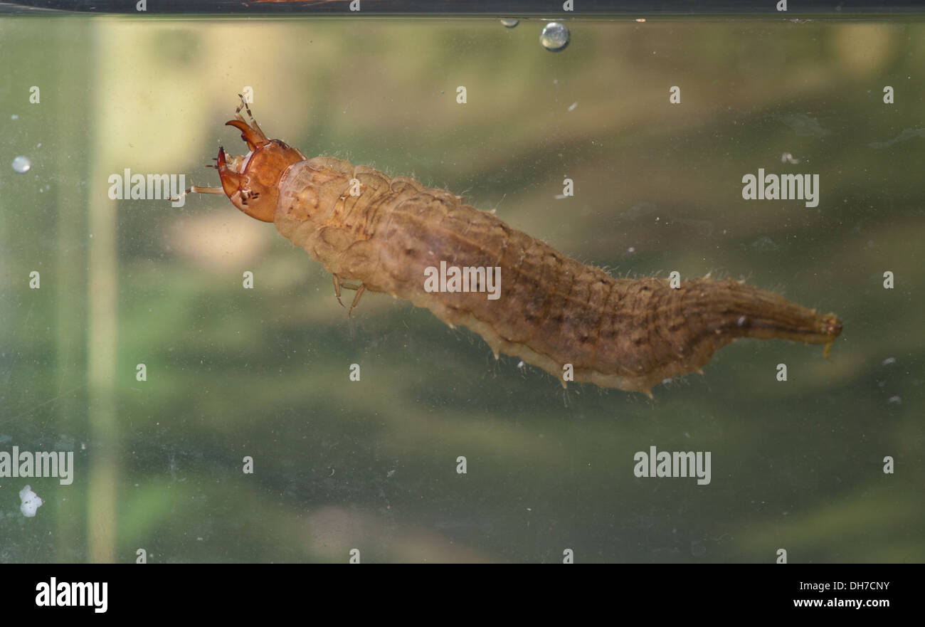 Coleottero acquatico larva sott'acqua. Preso in un acquario fotografico e restituito al wild illeso Foto Stock