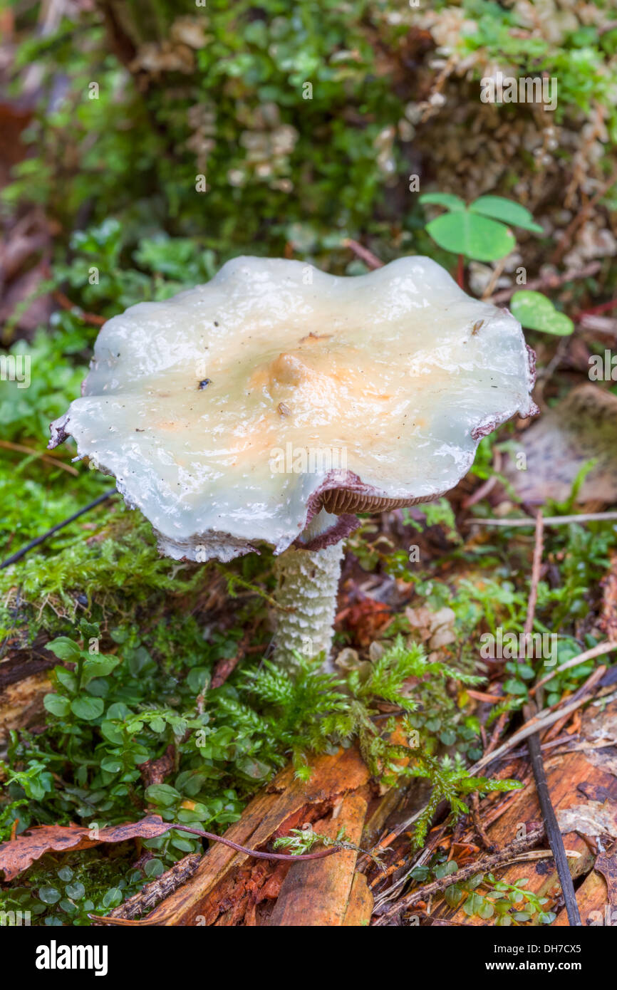 Verdigris agaric mushroom Foto Stock