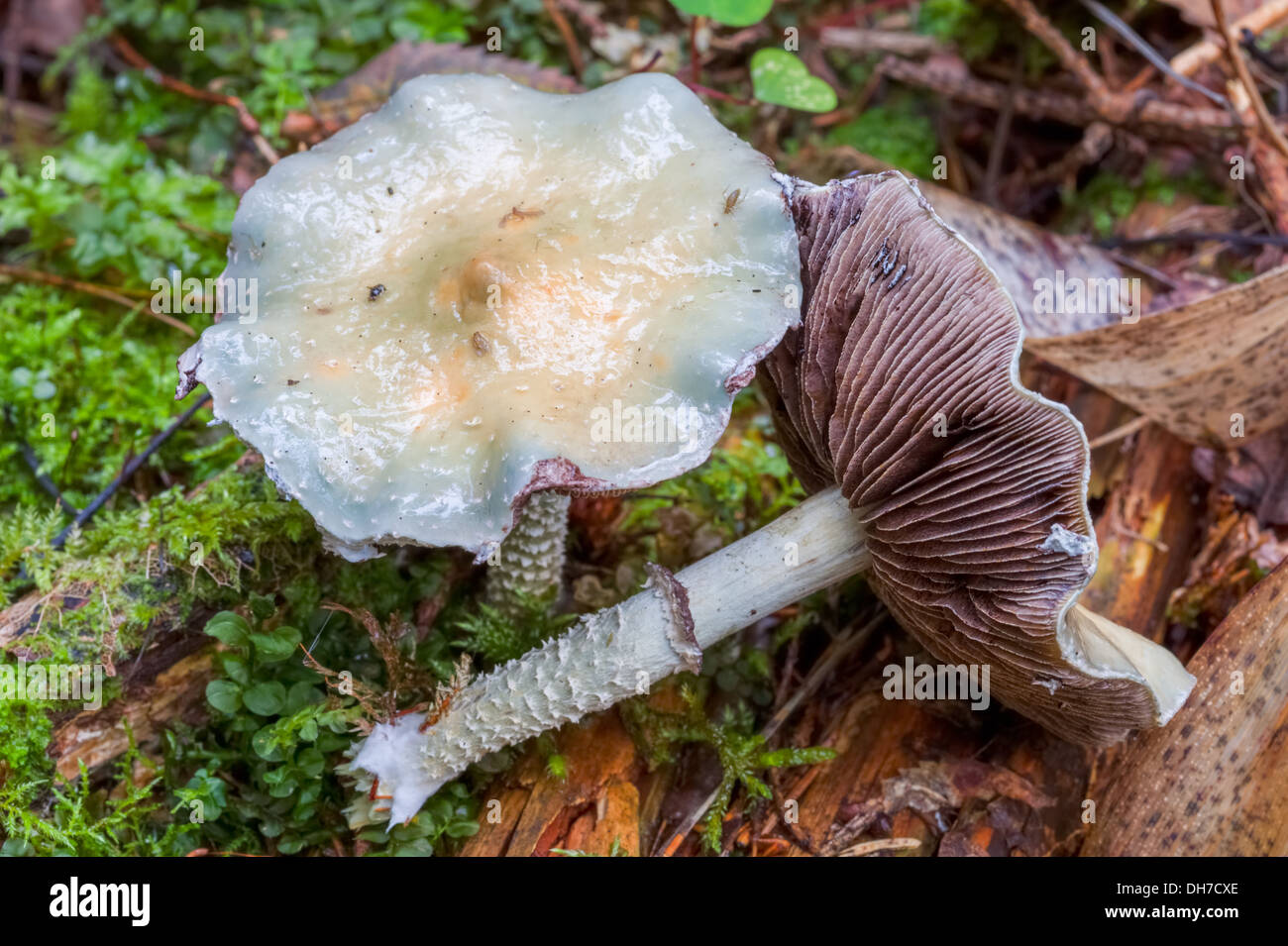 Verdigris agaric mushroom Foto Stock