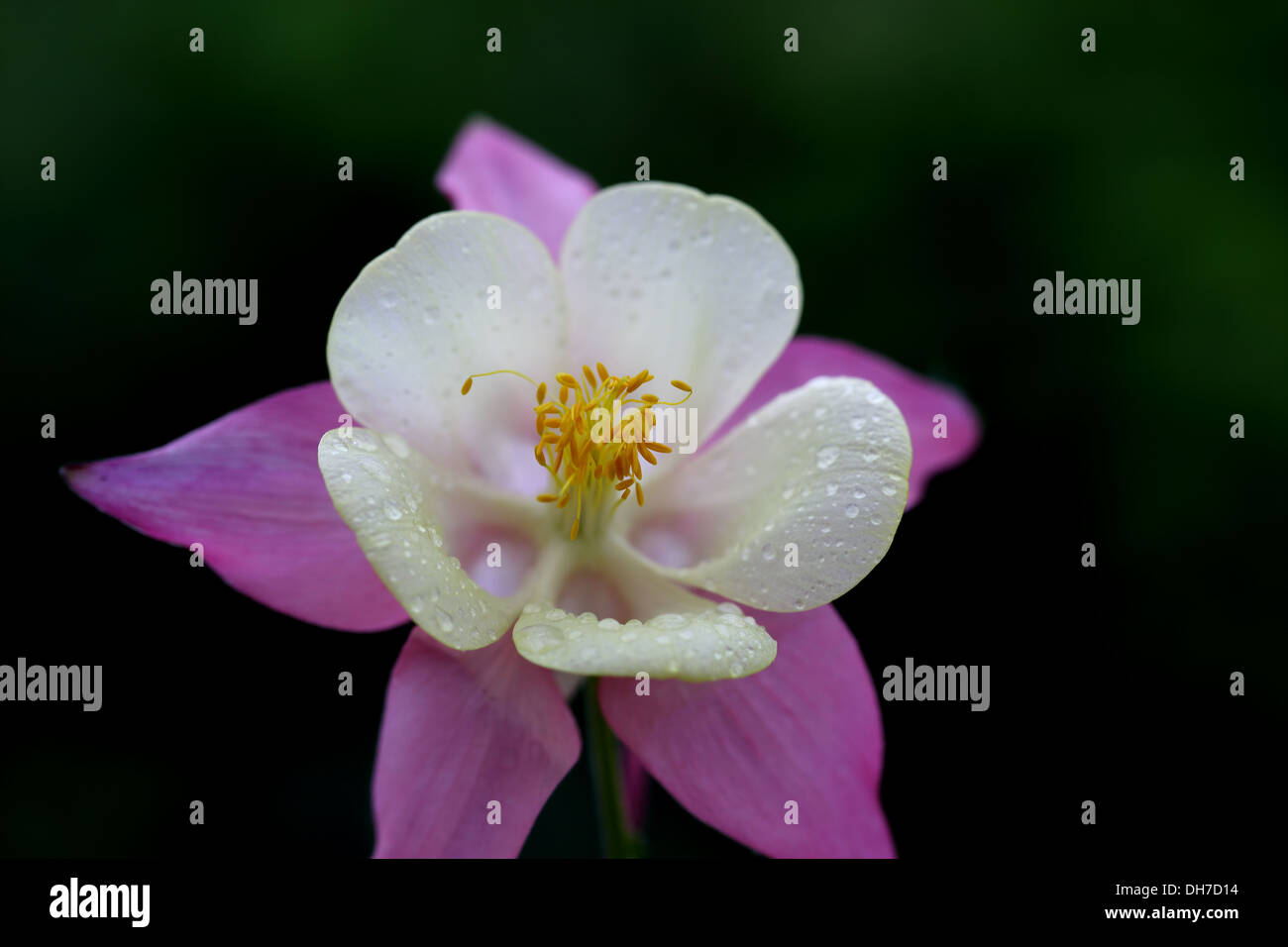 Aquilegia Foto Stock