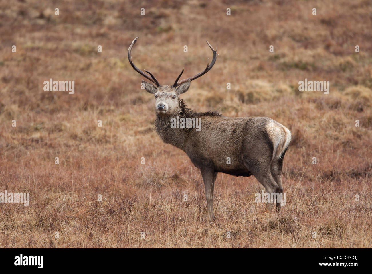 Maschio rosso cervo (Cervus elaphus) stag cercando maestoso dominante e si fermò in bracken durante l'autunno rut. Isle of Mull, Scozia. Foto Stock