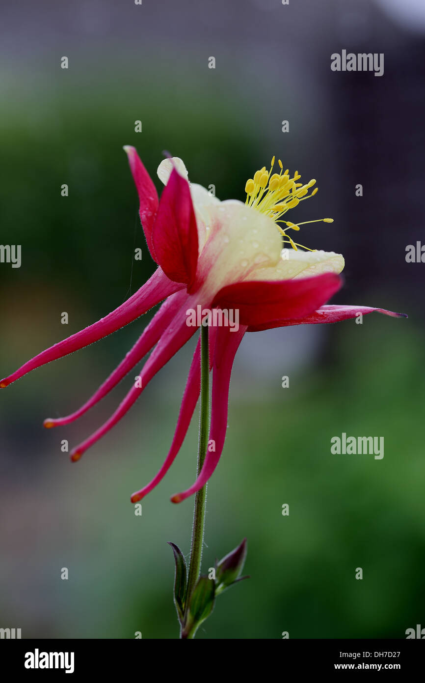 Aquilegia Foto Stock