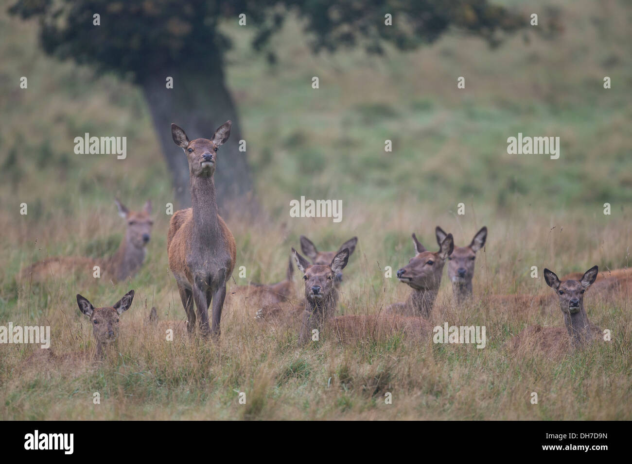 Femmina rosso cervo (Cervus elaphus) cerve cercando avviso in erba lunga. Studley Royal, North Yorkshire, Regno Unito Foto Stock