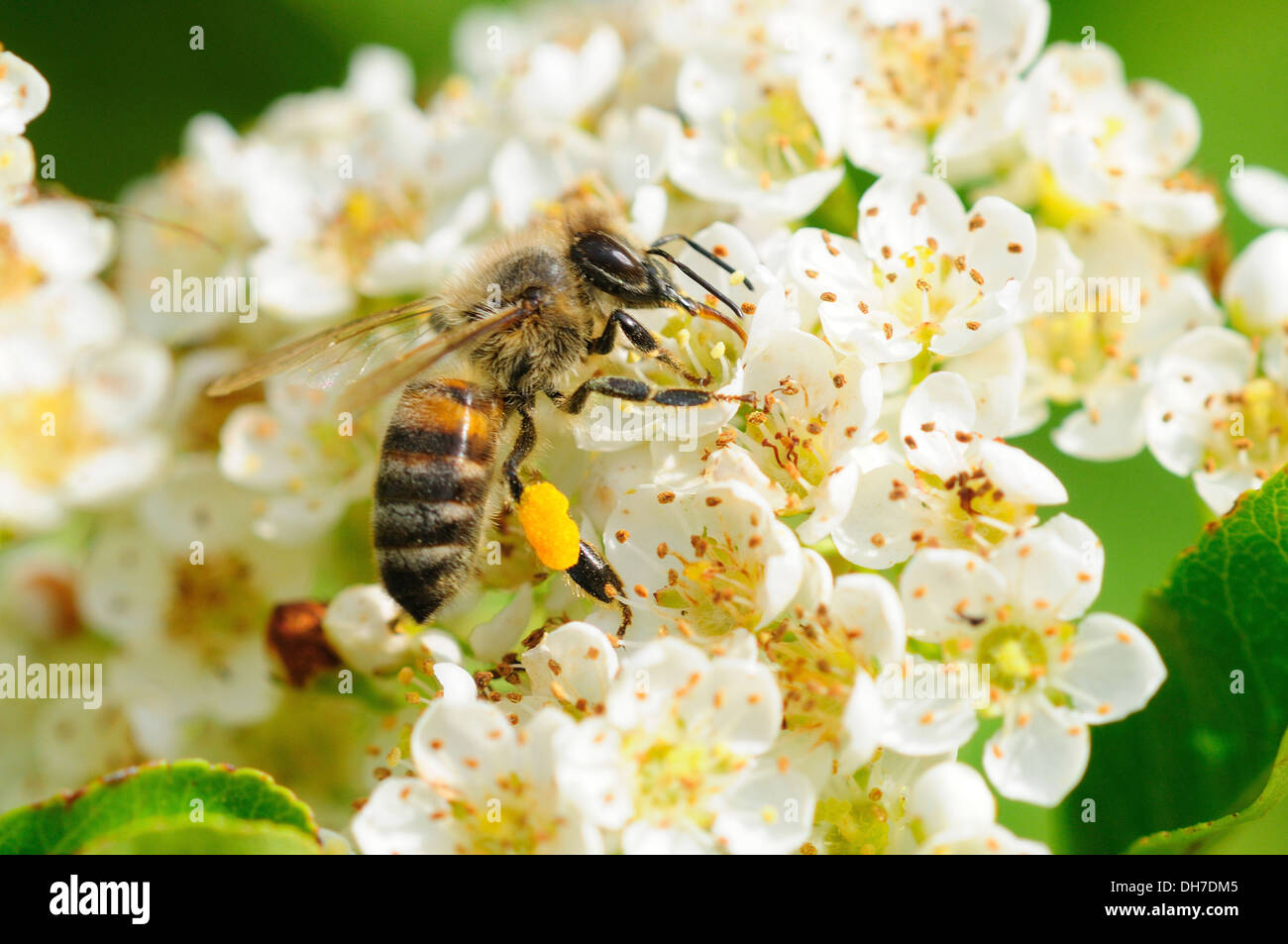 Un miele delle api sul fiore in estate REGNO UNITO Foto Stock