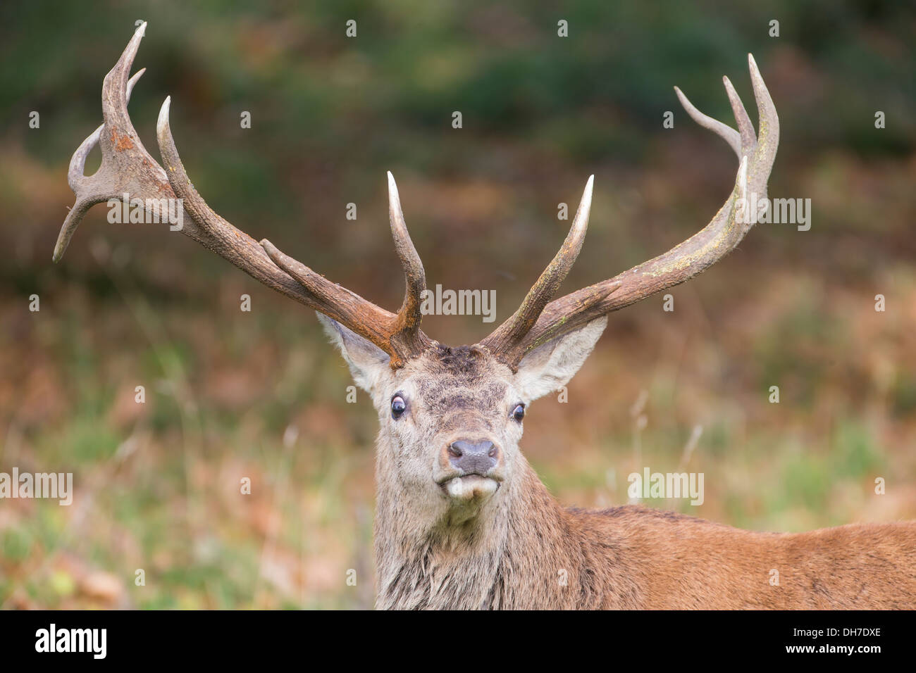 Maschio rosso cervo (Cervus elaphus) stag cercando majestic e dominante durante l'autunno rut. Studley Royal, North Yorkshire, Regno Unito Foto Stock