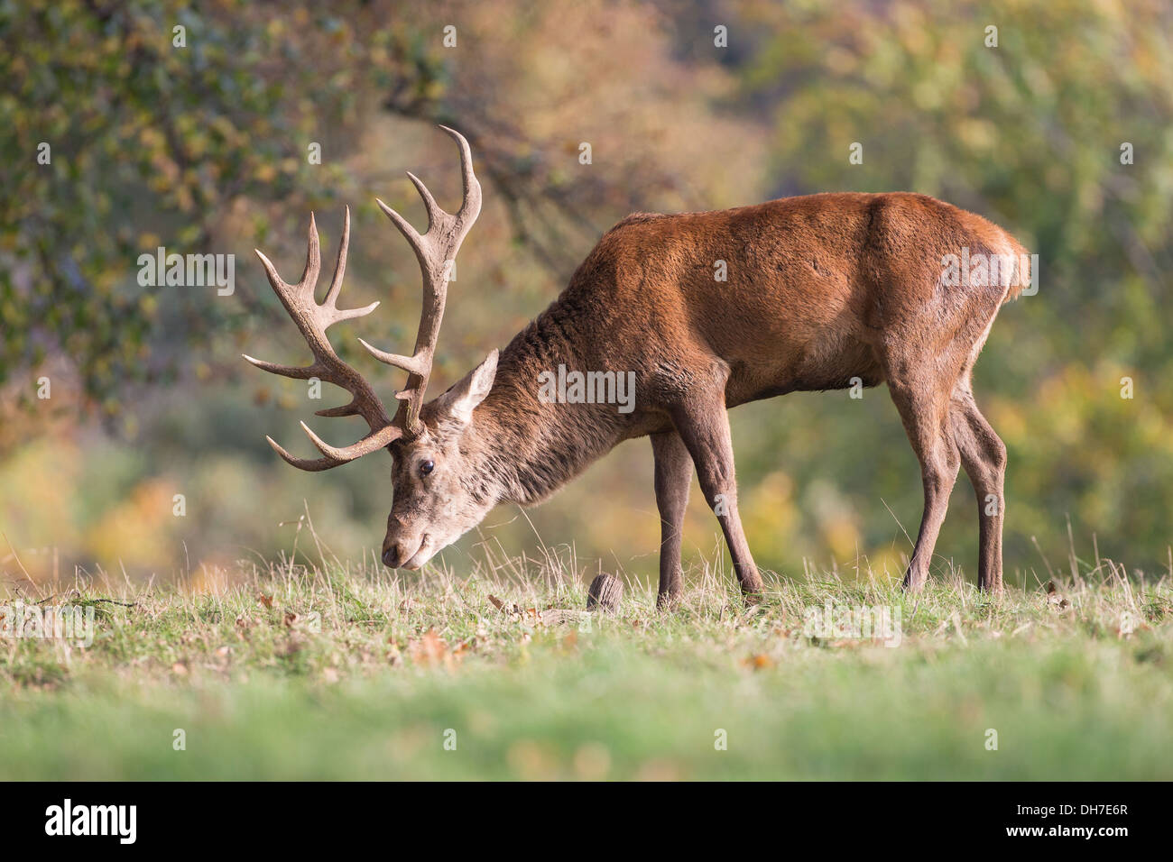 Maschio rosso cervo (Cervus elaphus) stag pascolare durante l'autunno rut. Studley Royal, North Yorkshire, Regno Unito Foto Stock