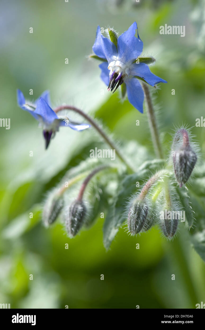 Borragine, borragine officinalis Foto Stock