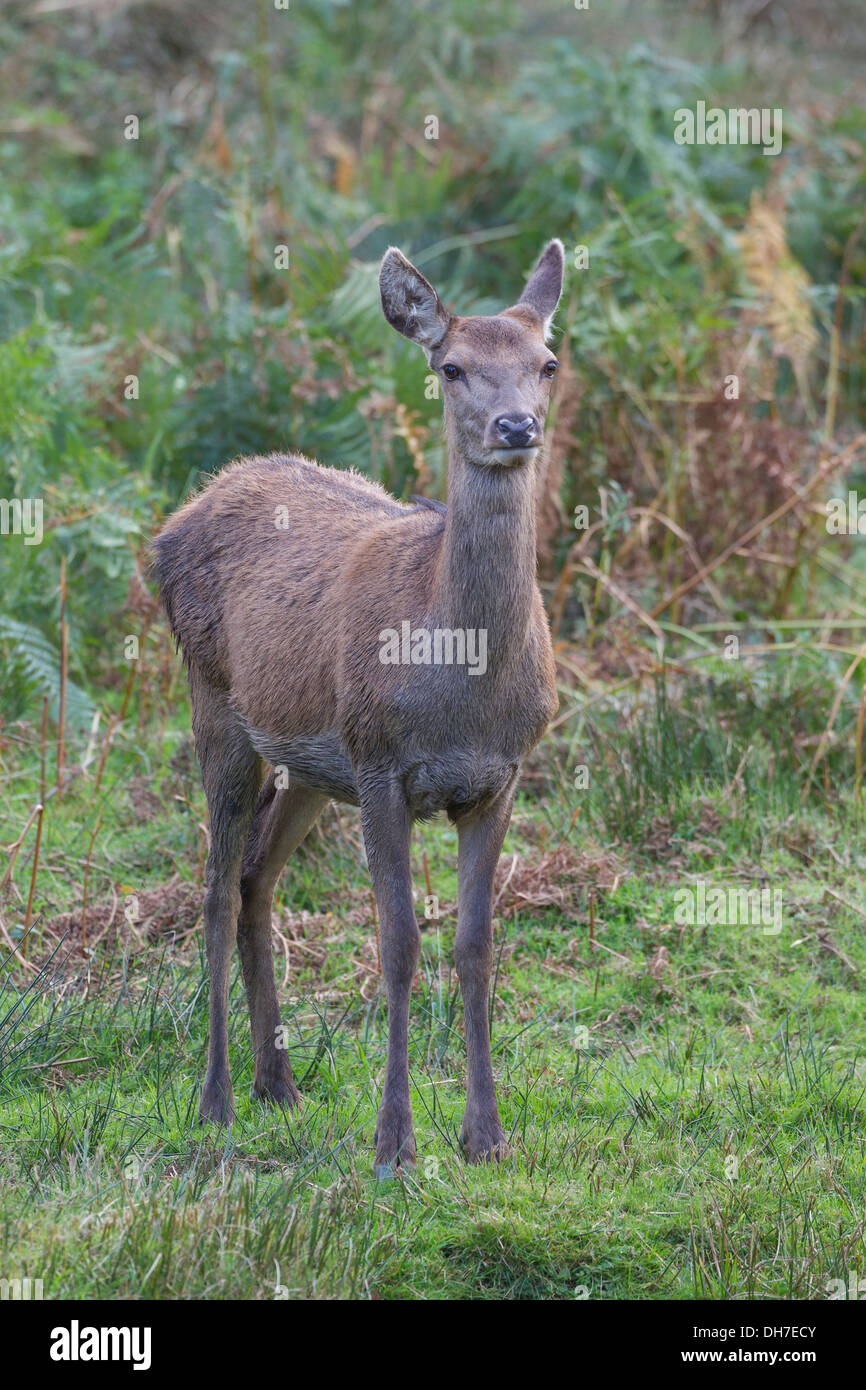 Femmina rosso cervo (Cervus elaphus) hind in erba lunga e bracken. In stato di gravidanza. Studley Royal, North Yorkshire, Regno Unito Foto Stock