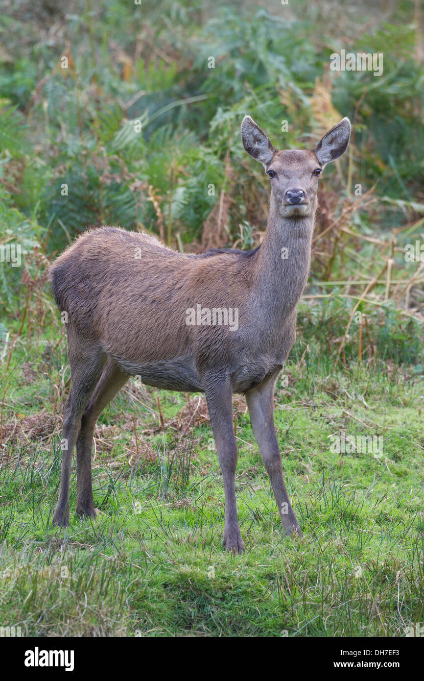 Femmina rosso cervo (Cervus elaphus) hind in erba lunga e bracken. In stato di gravidanza. Studley Royal, North Yorkshire, Regno Unito Foto Stock