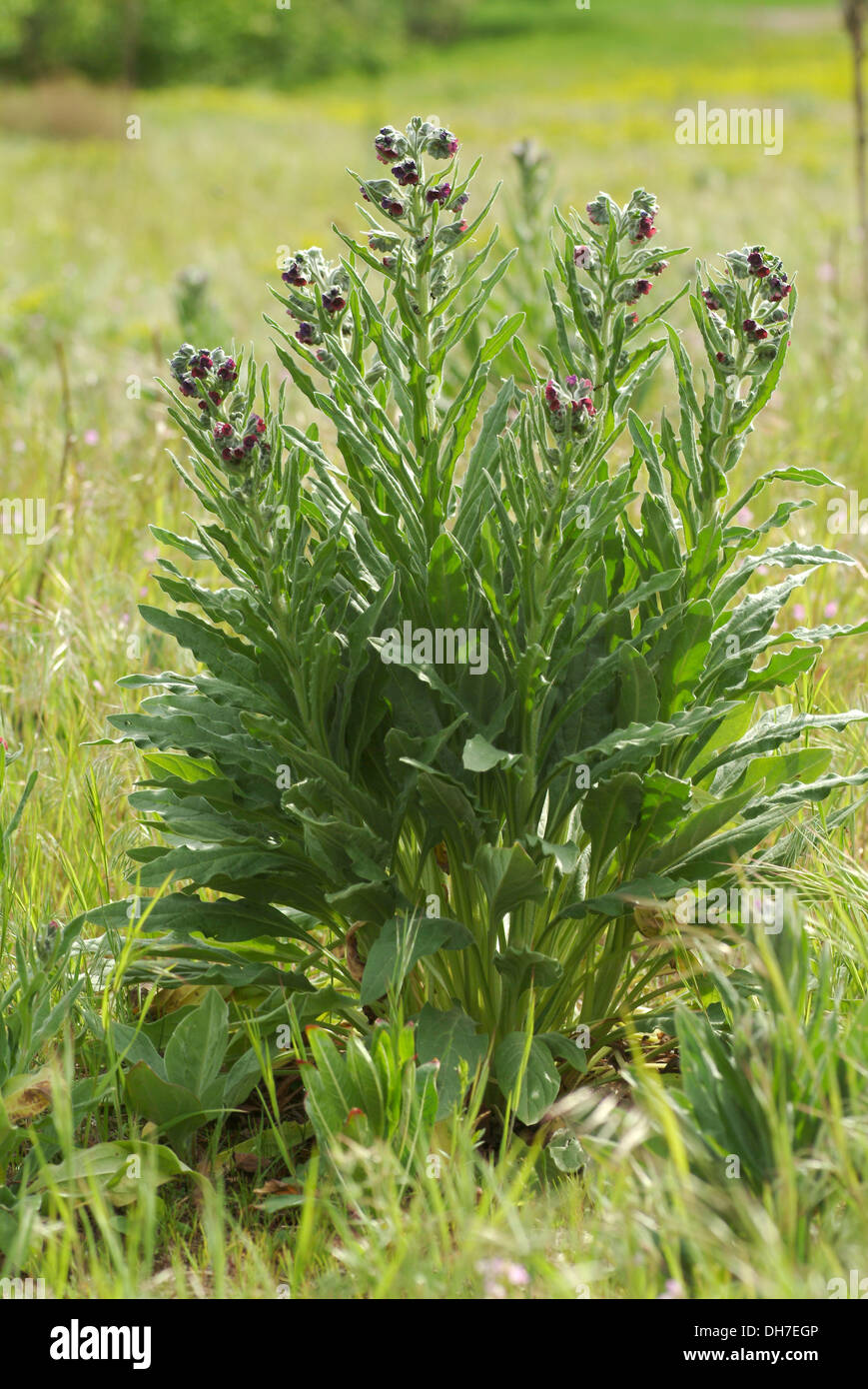 Il Segugio del comune di lingua, cynoglossum germanicum Foto Stock