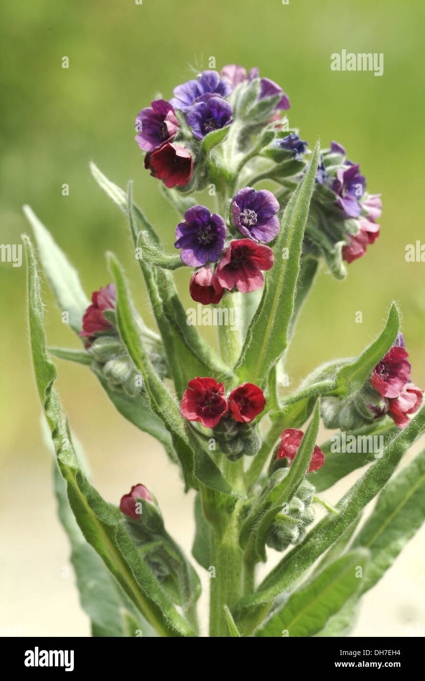 Il Segugio del comune di lingua, cynoglossum germanicum Foto Stock