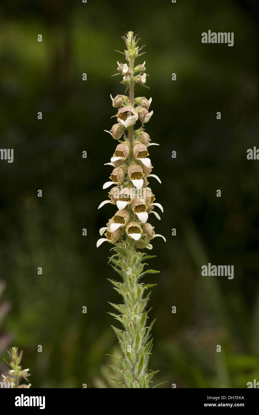 Foxglove nebulose, Digitalis lanata Foto Stock