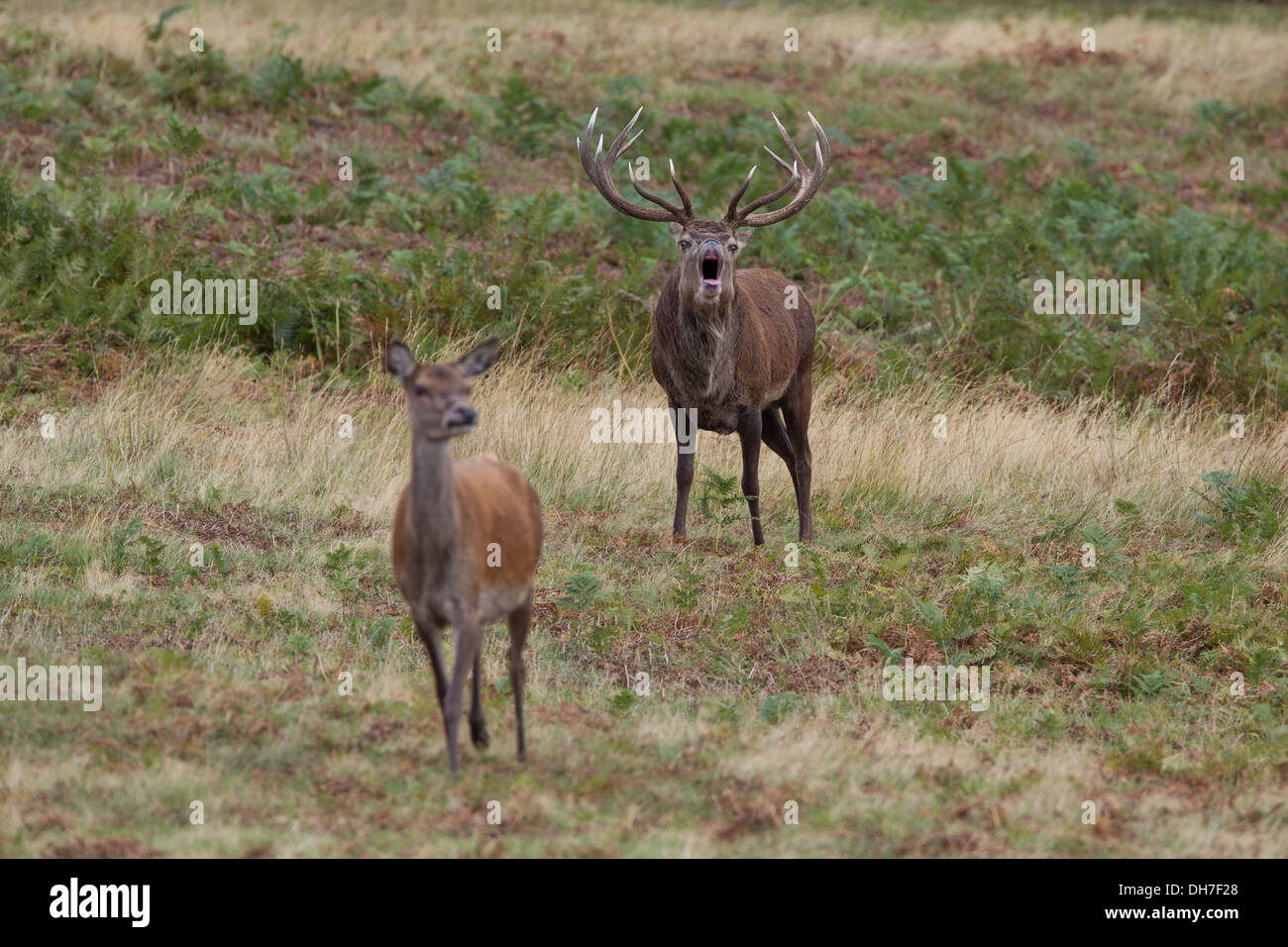 Maschio rosso cervo (Cervus elaphus) stag muggito con hind durante l'autunno rut. Studley Royal, North Yorkshire, Regno Unito Foto Stock