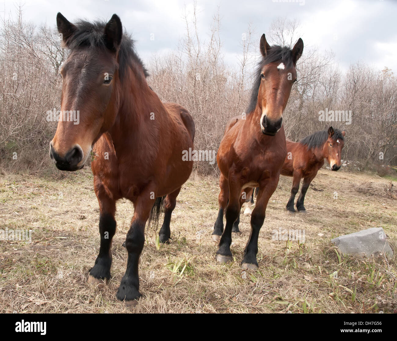 Allevamento di cavalli sul pascolo Foto Stock