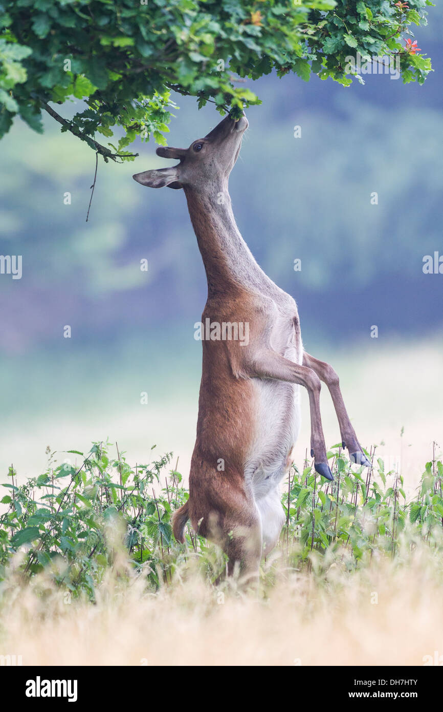 Femmina rosso cervo (Cervus elaphus) hind si fermò sulla schiena gambe, mangiare esce dalla struttura ad albero. Studley Royal, North Yorkshire, Regno Unito Foto Stock