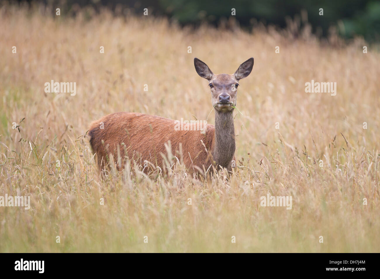 Femmina rosso cervo (Cervus elaphus) hind in erba lunga. Studley Royal, North Yorkshire, Regno Unito Foto Stock