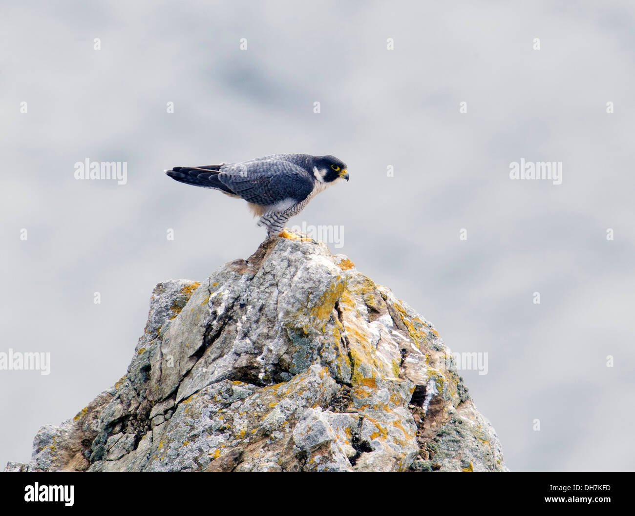Peregrine Falcon arroccato sul Lichen Covered Rock Foto Stock