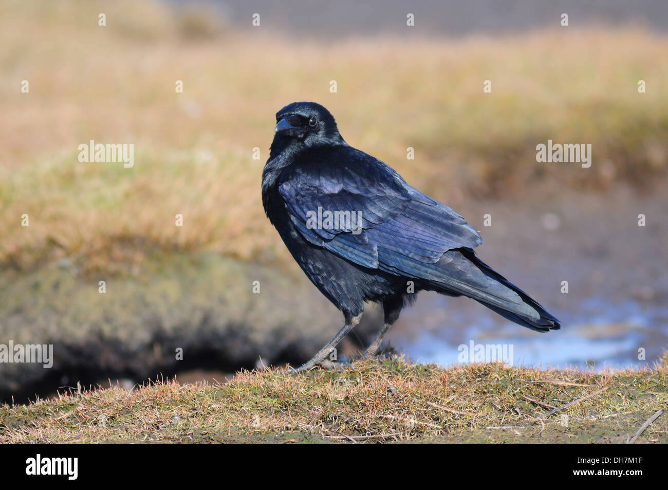 Un carrion crow sul terreno REGNO UNITO Foto Stock