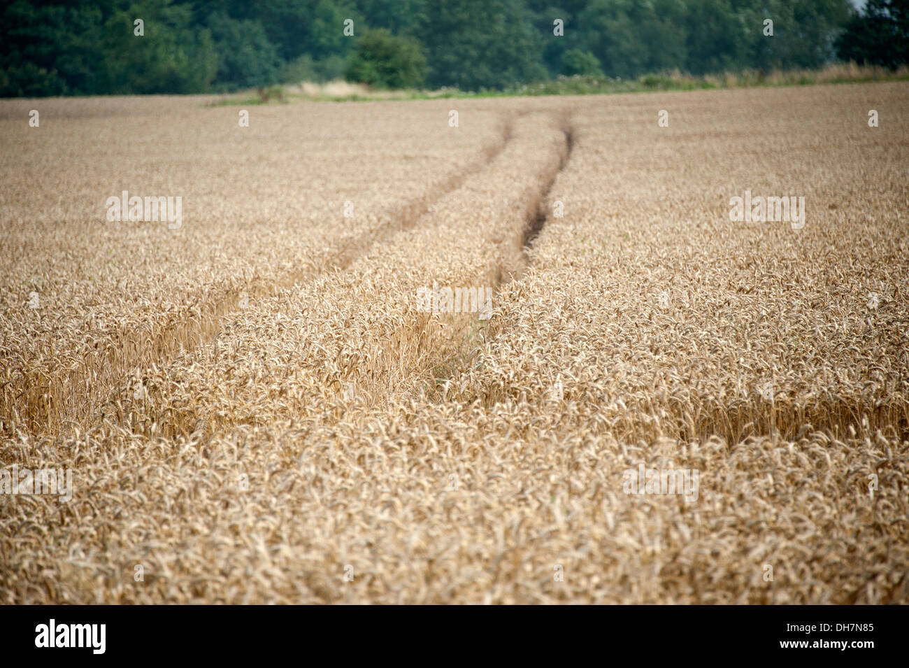 Campo di grano maturo pronto per il raccolto via le vie Foto Stock
