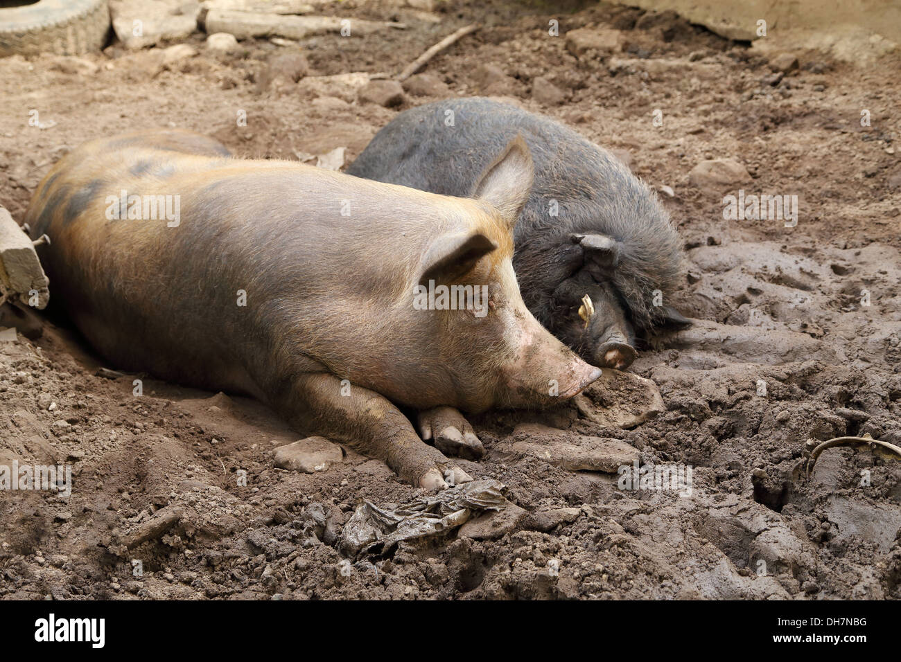 Maiale e cinghiale in appoggio su un suolo Foto Stock