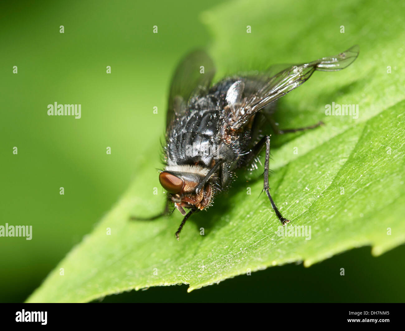 Fly comune appollaiato sulla lamina/flower. Foto Stock