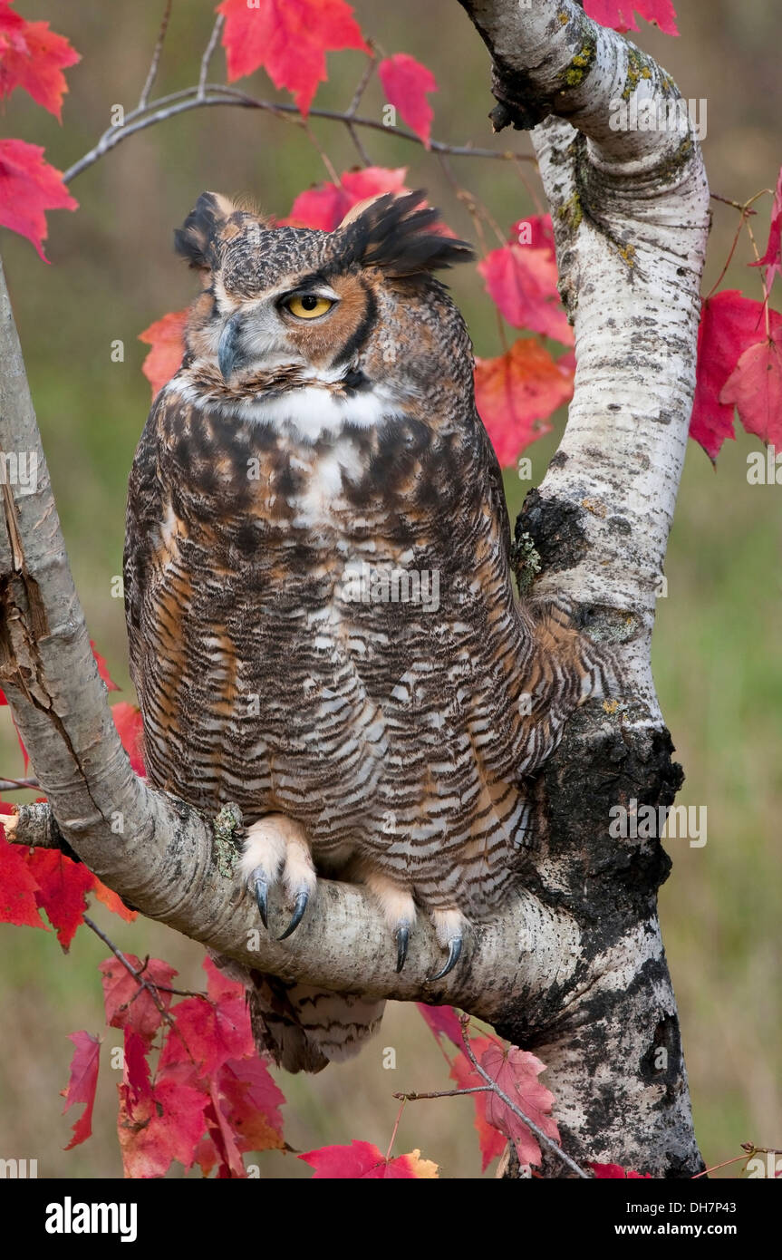 Grande Orned Owl Bubo virginianus arroccato su White Birch Tree Betula papiyrifera con Red Maple Leaves e NA, di Skip Moody/Dembinsky Photo Assoc Foto Stock
