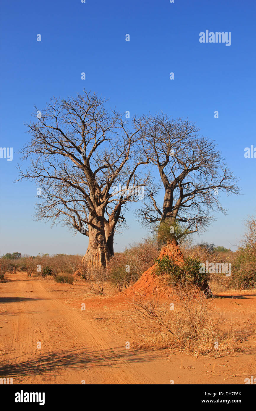 Fotografia di safari in Botswana mostra baobab Foto Stock
