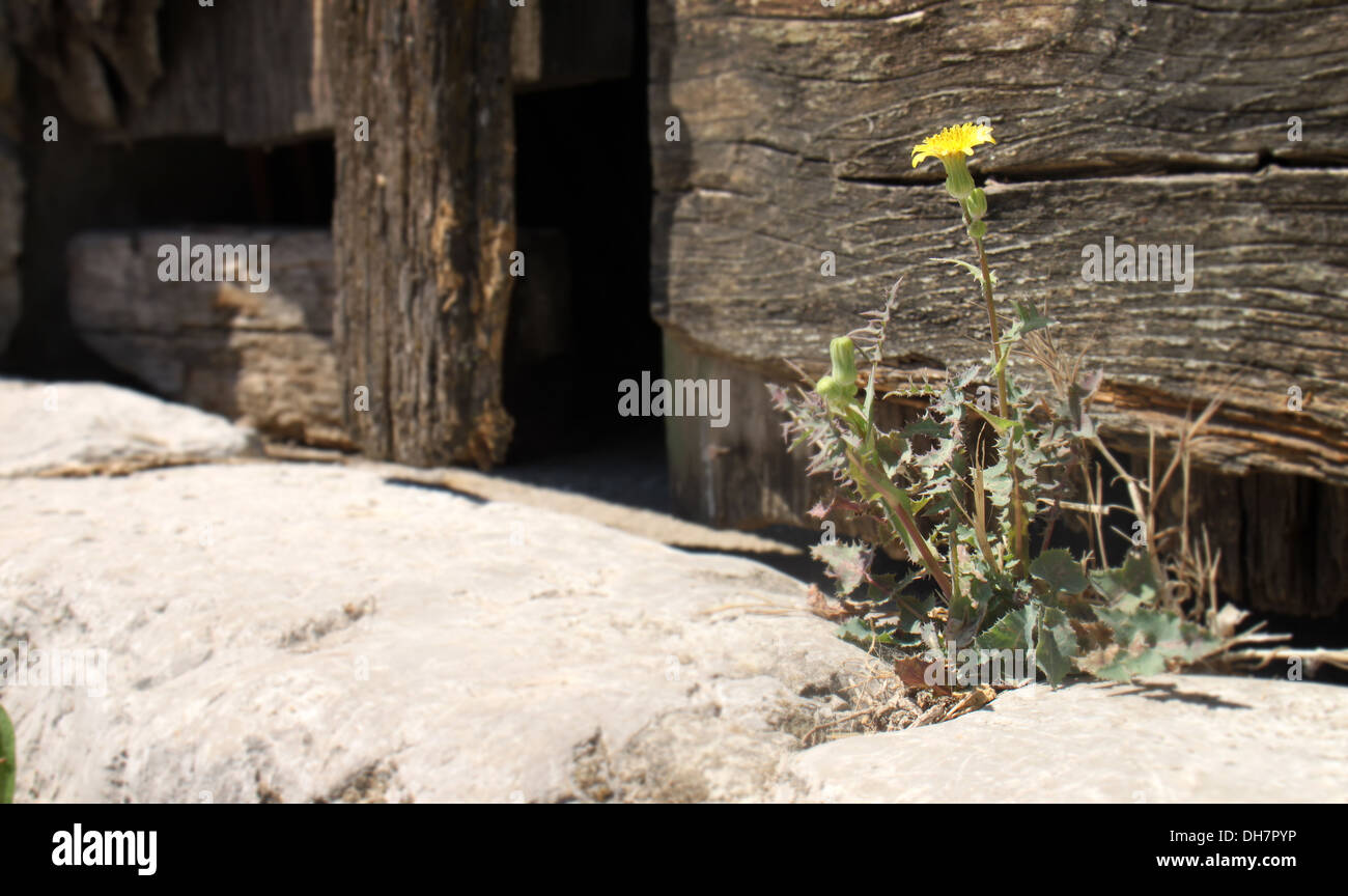 A due passi realizzati dal rock un tarassaco è cresciuto Foto Stock