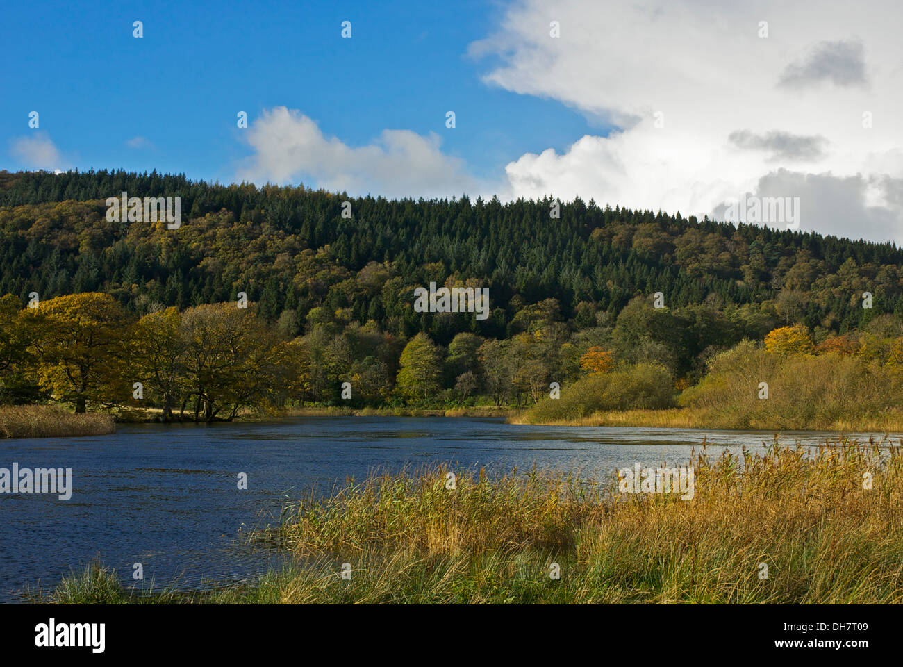 Fiume Leven, vicino cadde piedi Park, Lago di Windermere, South Lakeland, Parco Nazionale del Distretto dei Laghi, Cumbria, England Regno Unito Foto Stock